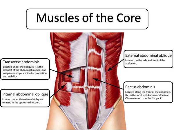  Anatomical image of the core muscles in the abdomen, including the rectus abdominis, obliques, and transversus abdominis.