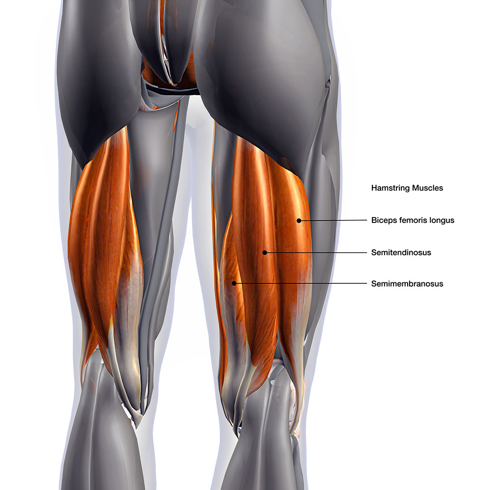 An anatomical diagram showcasing the hip muscles and posterior thigh muscles, highlighting their intricate structure and interconnections.